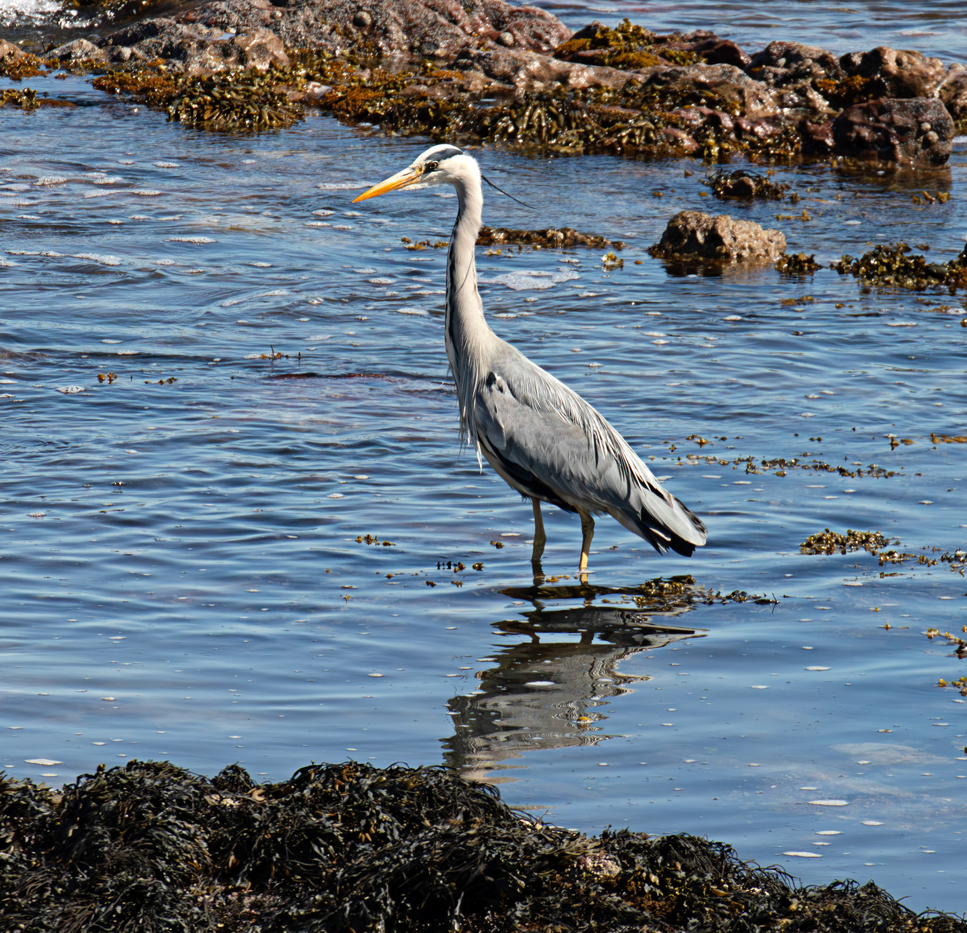 Grey Heron - Dunbar 17 May 2025