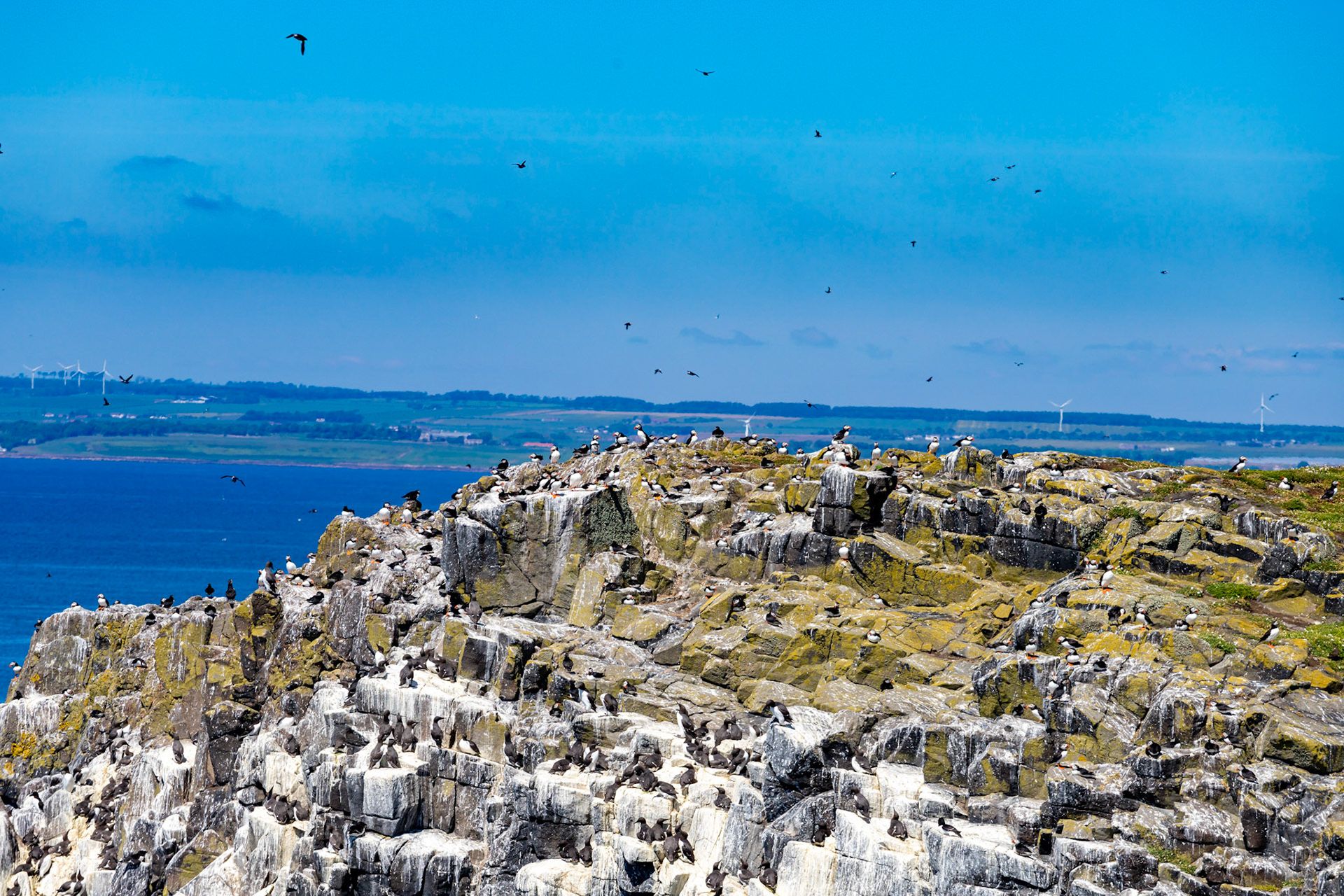 Puffin - Isle of May - 04 June 2022