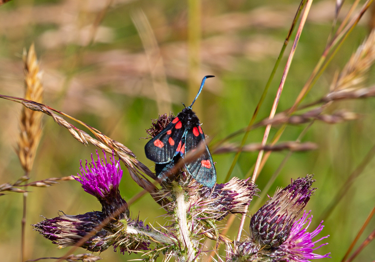 Herperrig Insects 23 July 2024