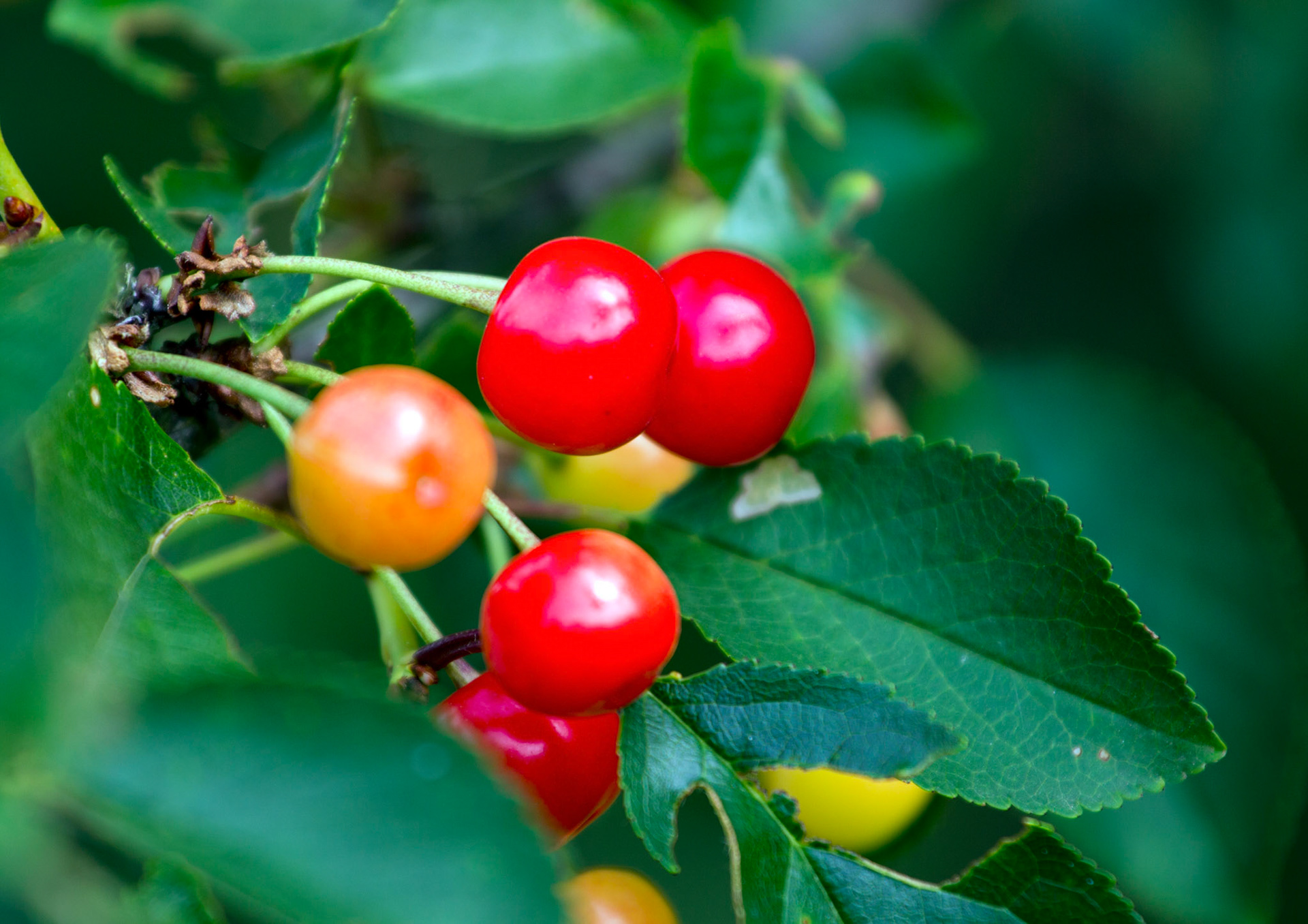 CernayPlease see my other Photographs at: http://www.jamespdeans.co.uk/