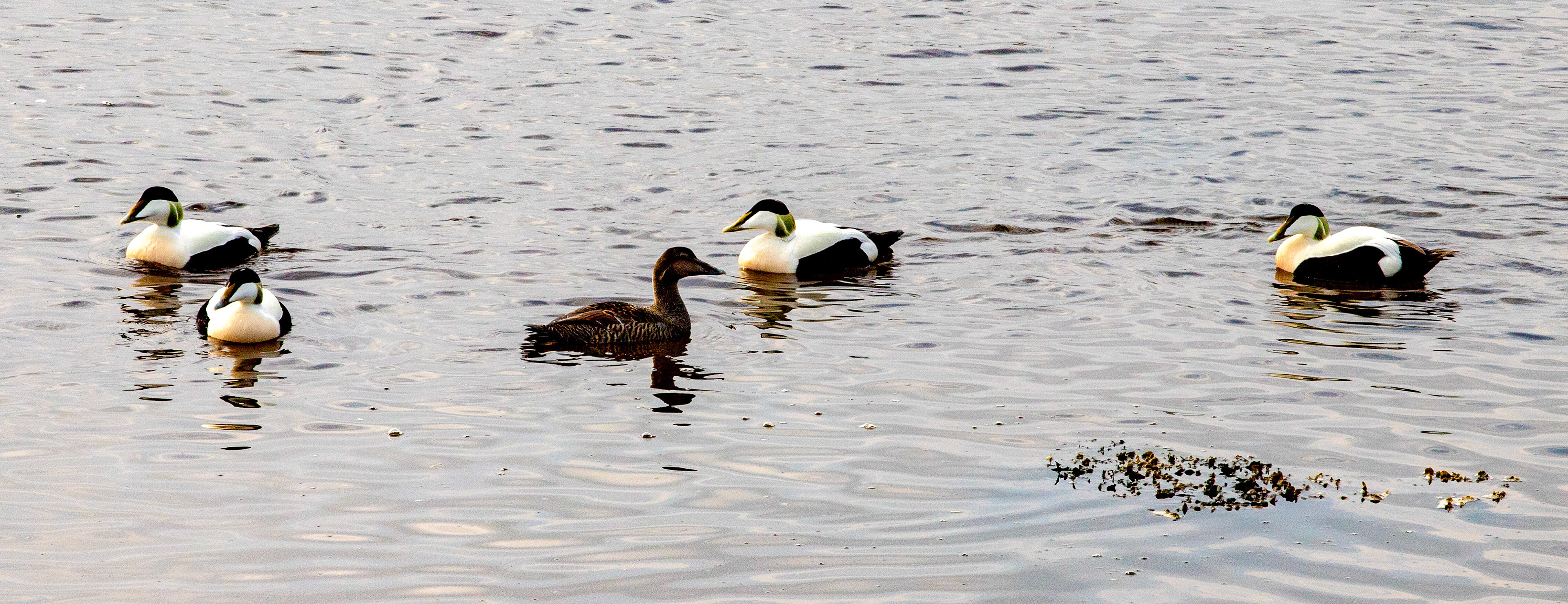 Eider Loch Fleet 04 May 2024
