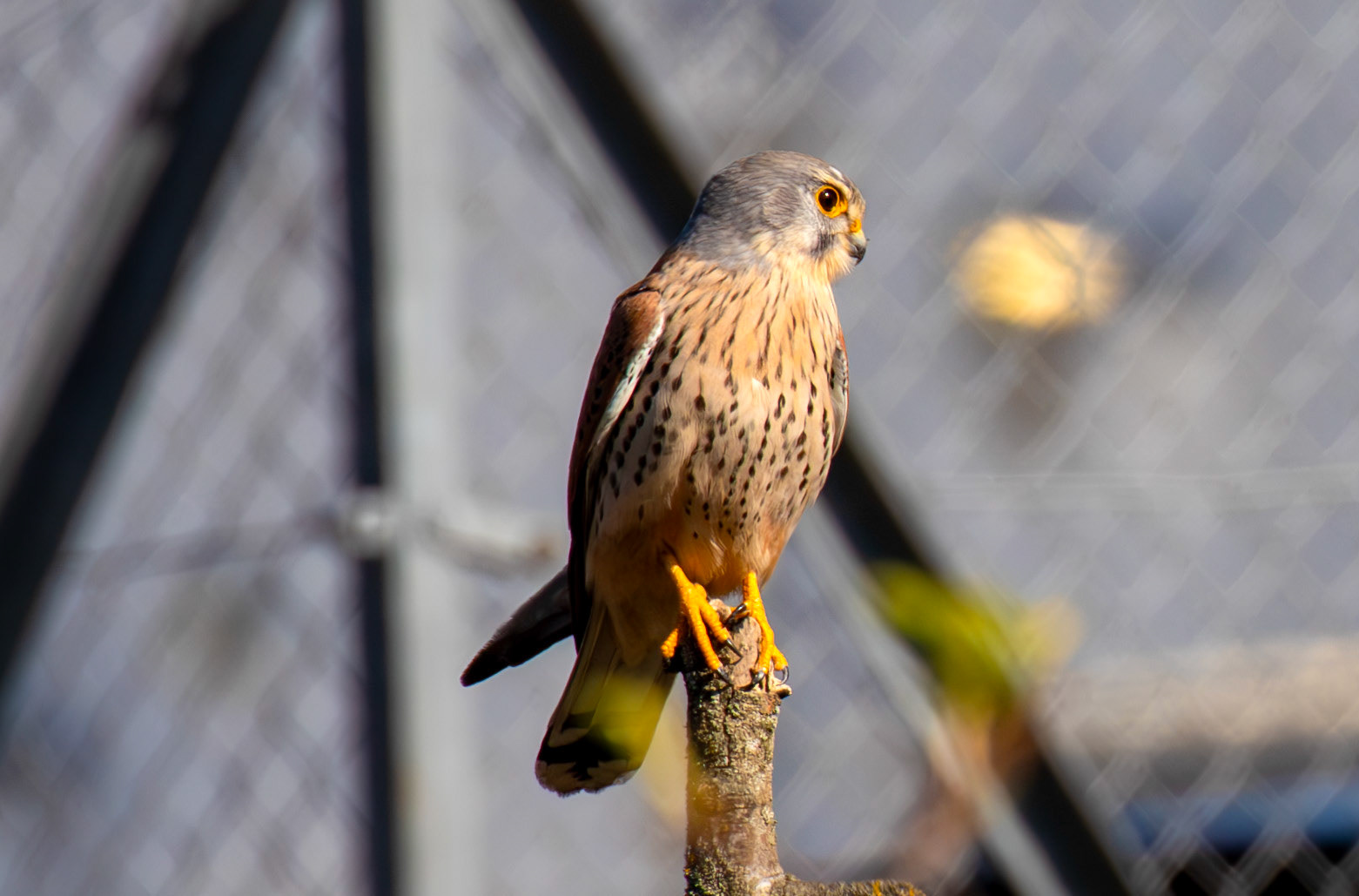 Kestrel Drumcross 10 April 2025
