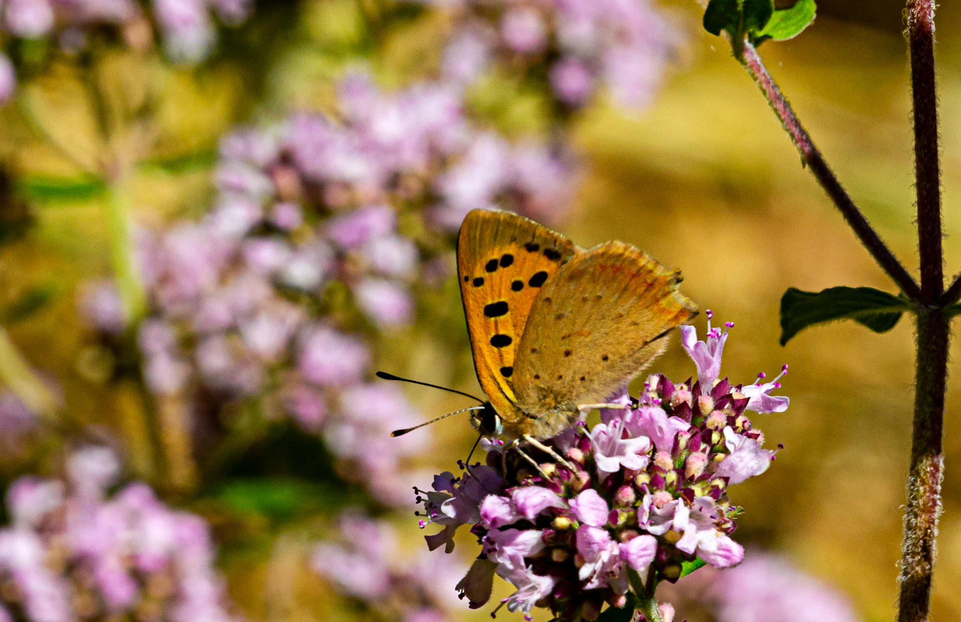 Mottistone IOW 16 July 2022