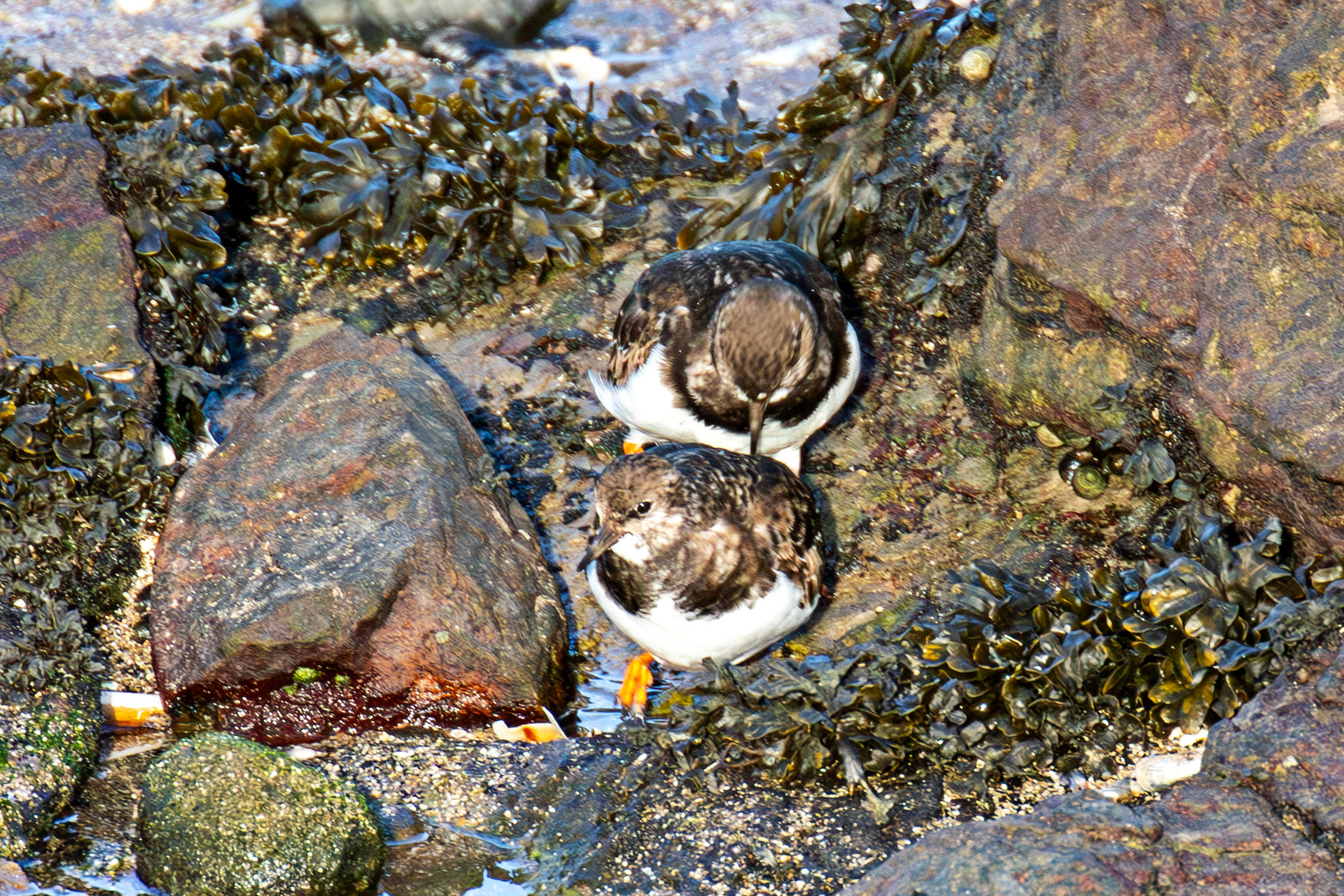 Turnstone, Port Seton 18 November 2024