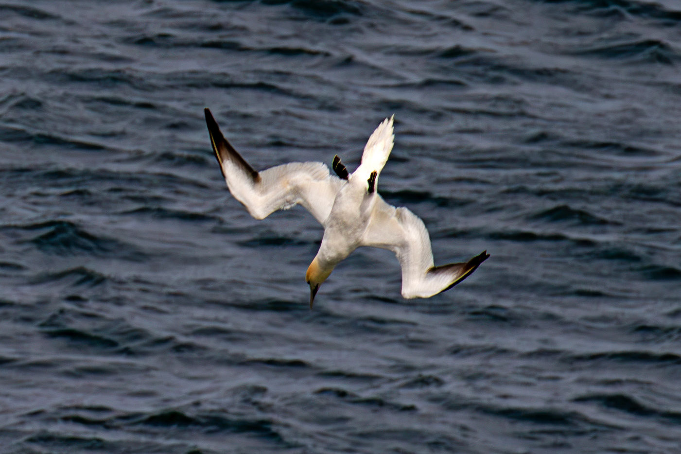 Northern Gannet diving - Tantallon Castle 04 July 2026