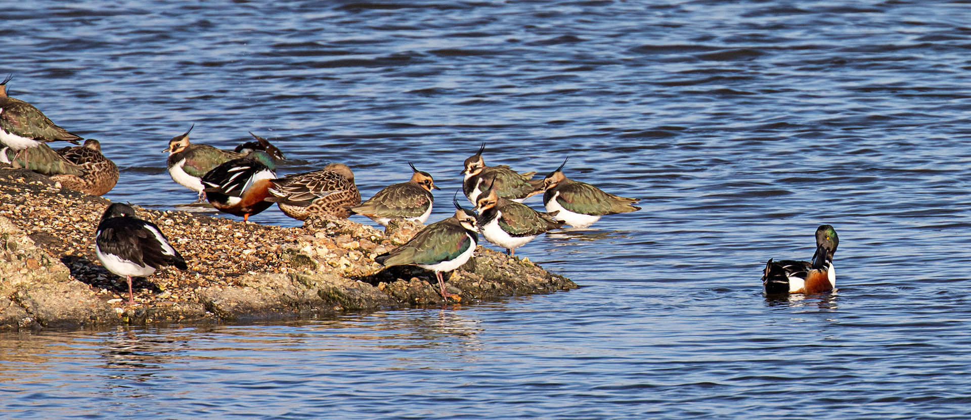 Lapwing &amp; Shoveller at Titchfield Haven 02 January 2025