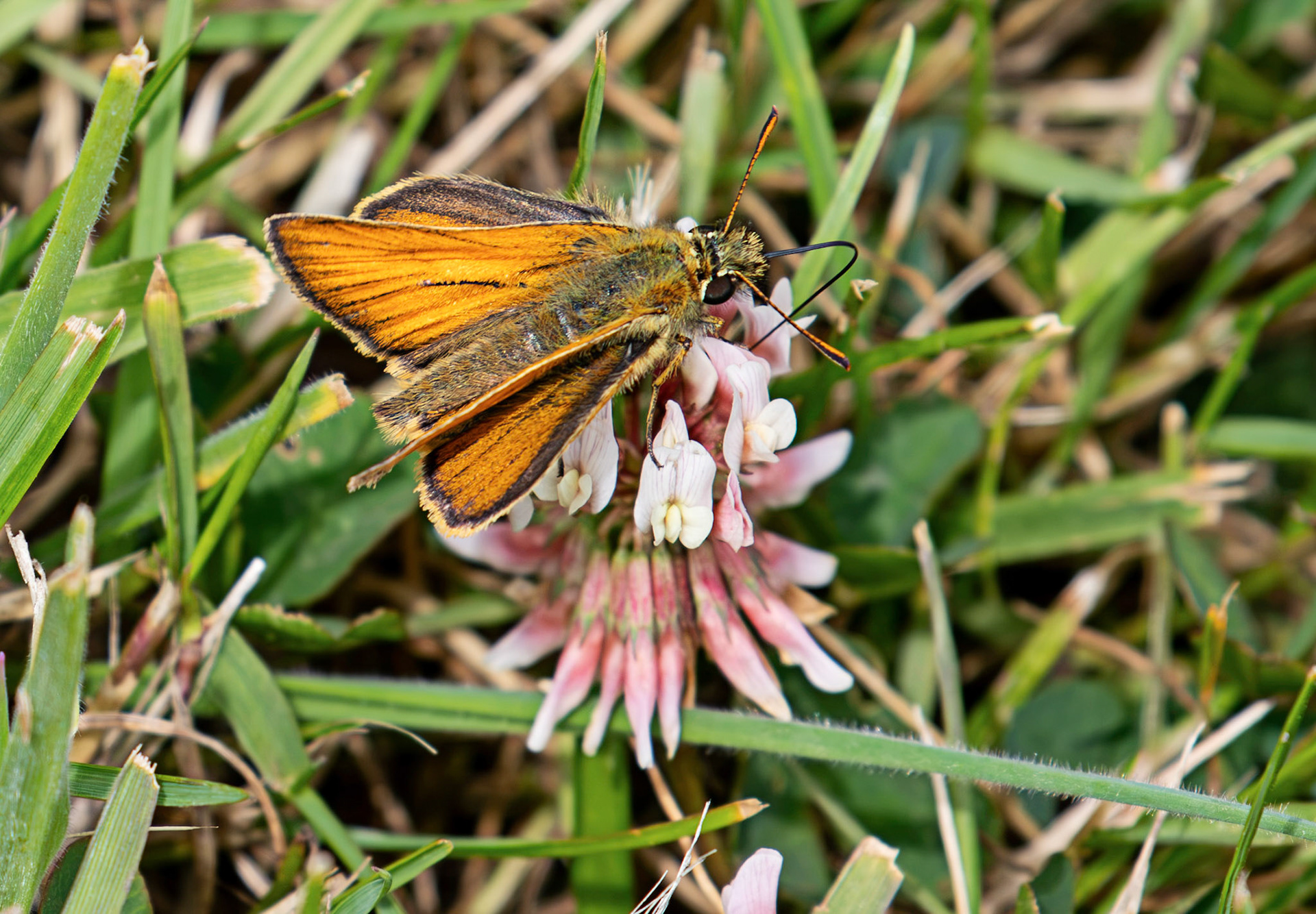 Small Skipper - Butterfly at Tantallon Castle 04 July 2026