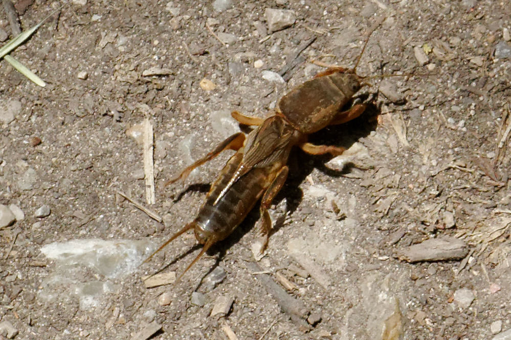 Parc Natural de s'Albufera de MallorcaPlease see my other Photographs at: www.jamespdeans.co.uk