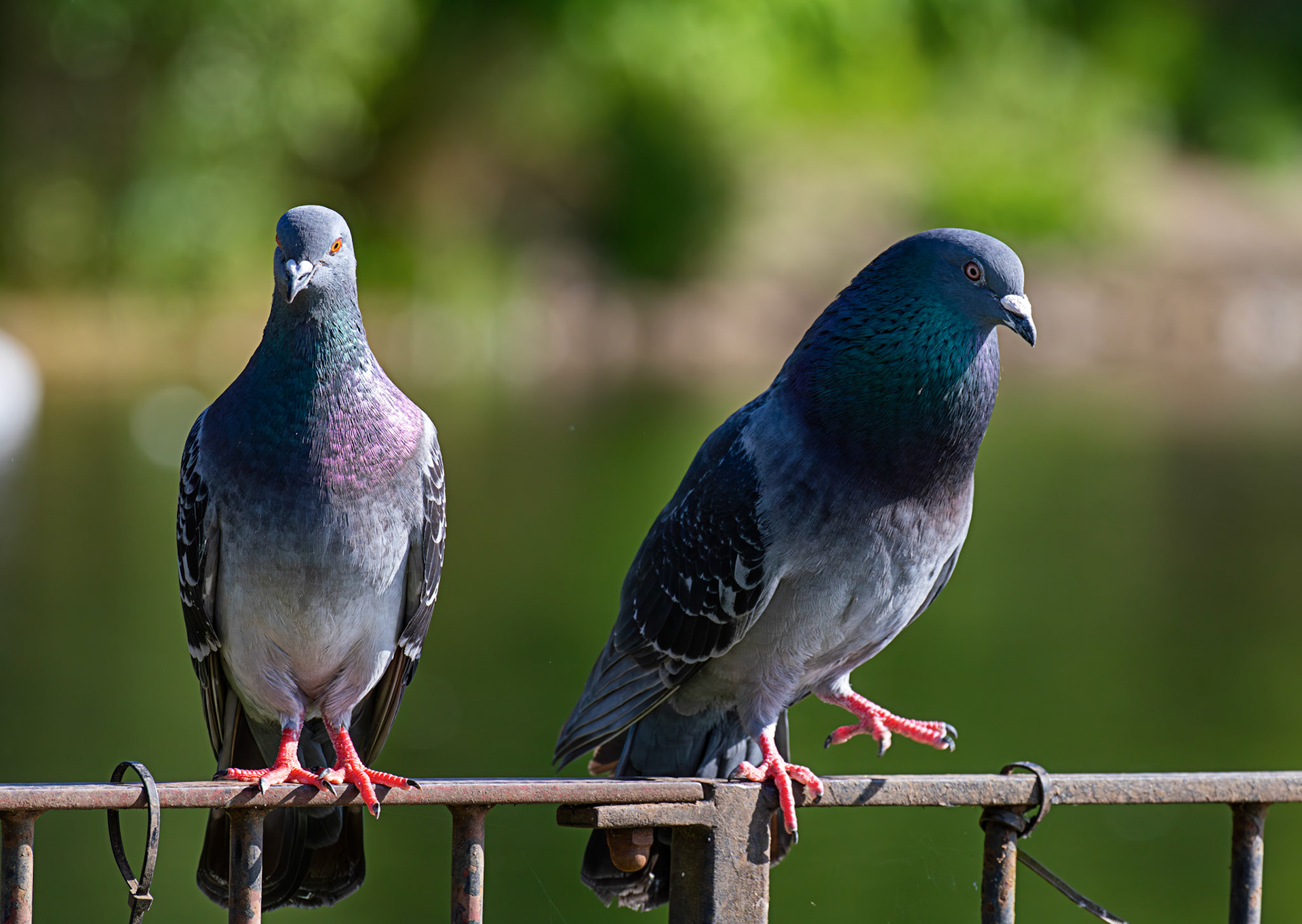 Amorous Feral Pigeon at Hogganfield Loch 25 May 2026