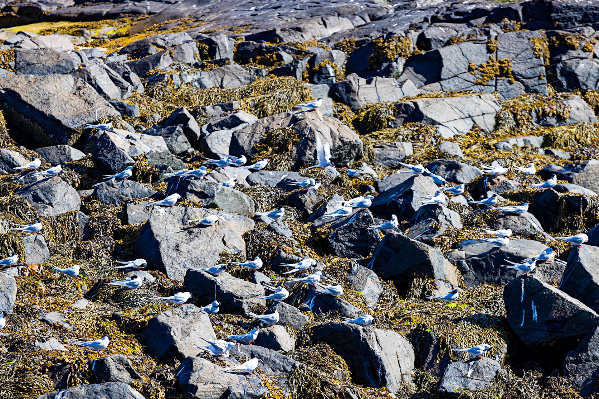 Isle of May - 04 June 2022