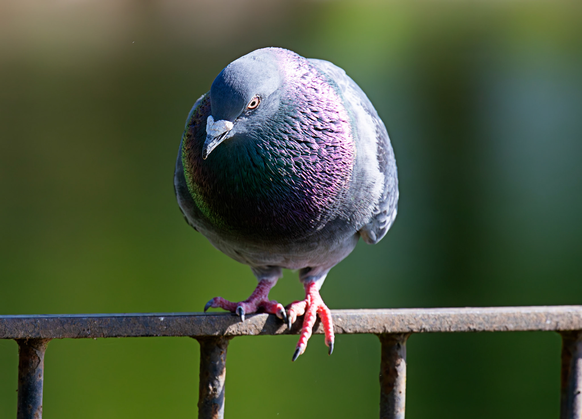 Amorous Feral Pigeon at Hogganfield Loch 25 May 2026