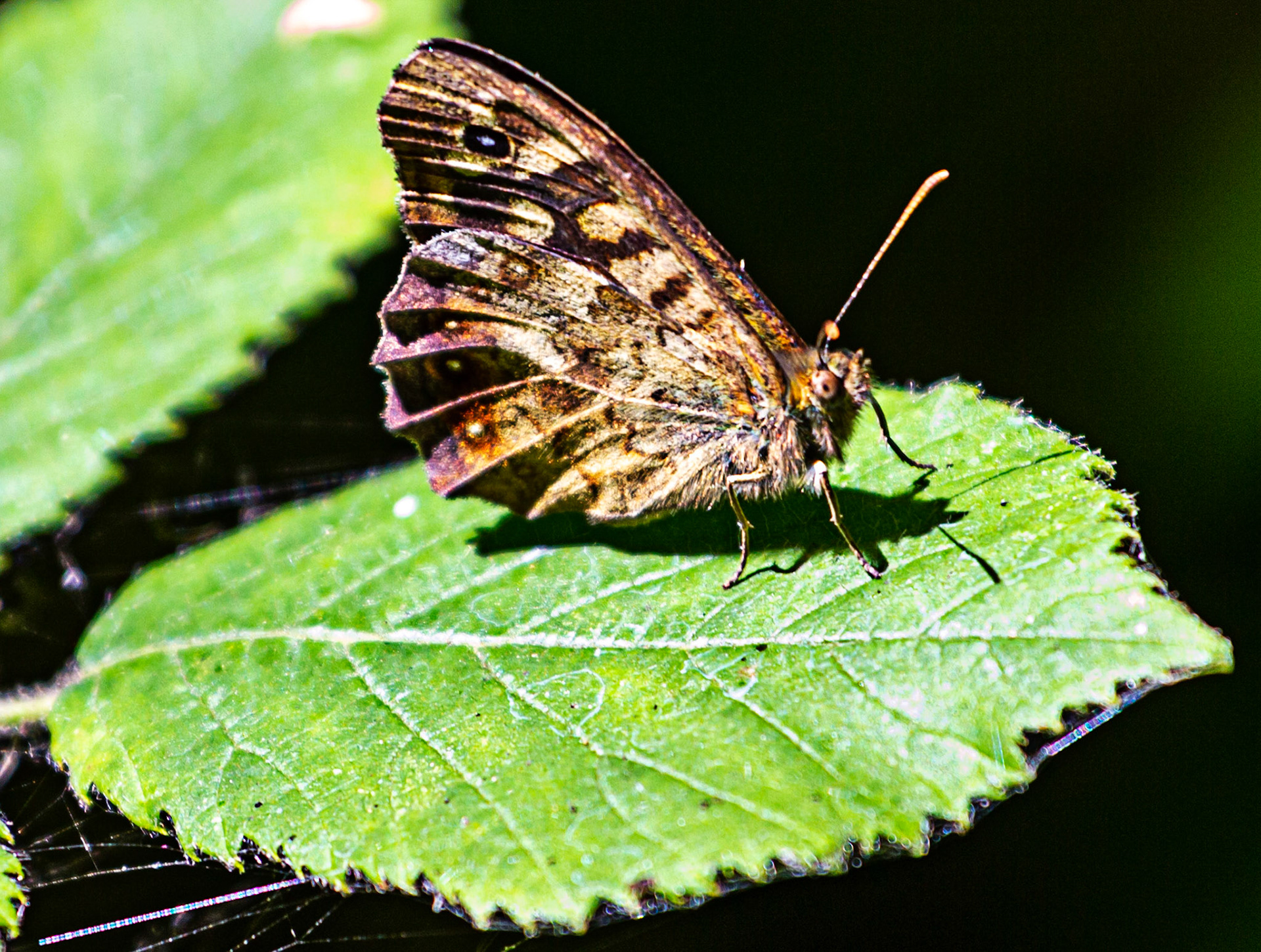 Newtown IOW 14 July 2022