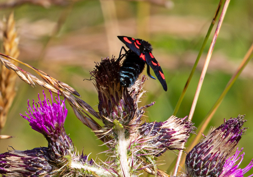 Herperrig Insects 23 July 2024