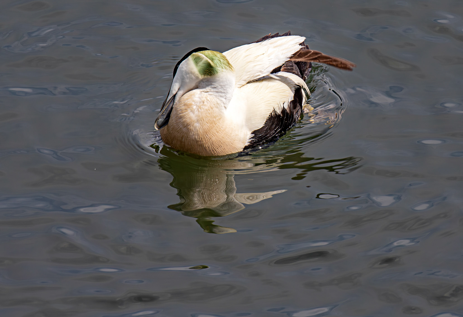 Kirkcaldy Harbour 23 May 2026