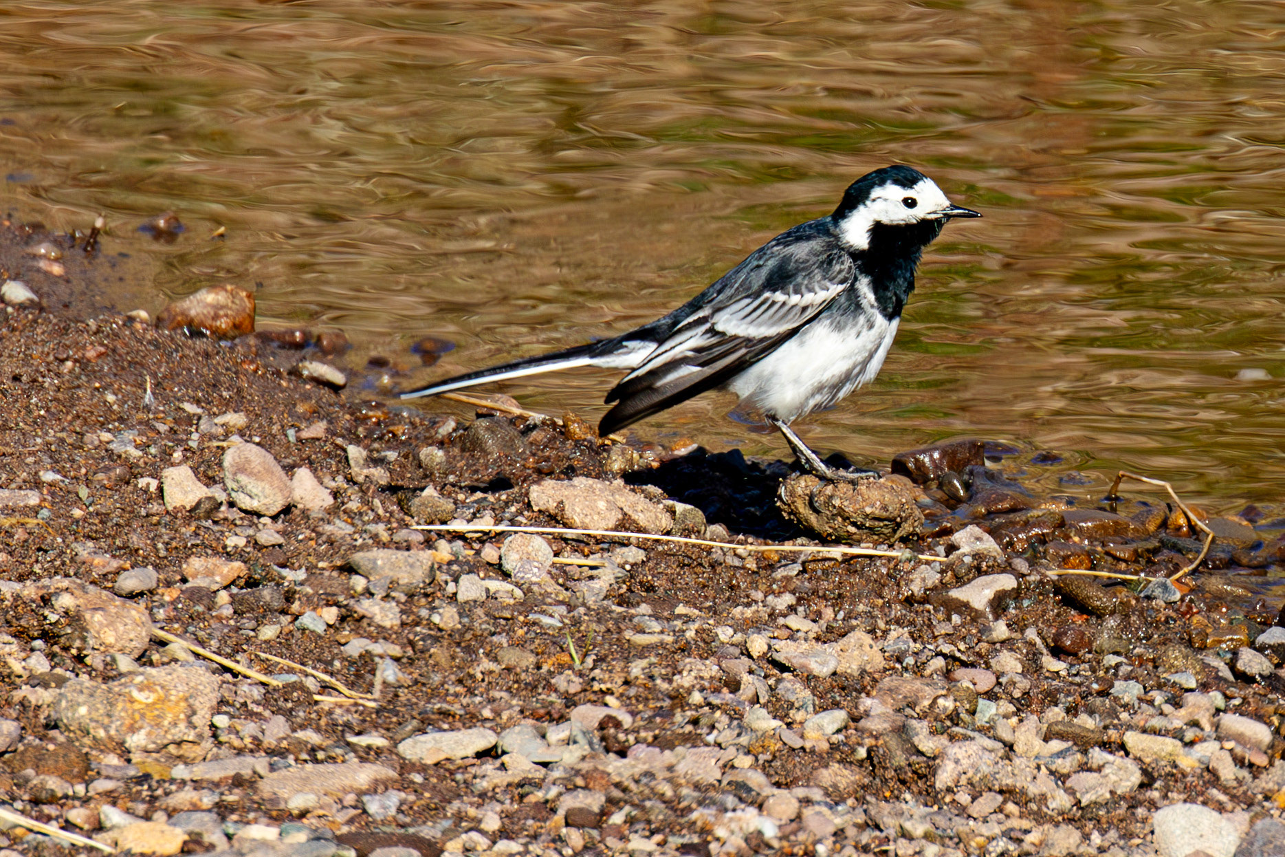 Pied Wagtail at Sheriffmuir 20 April 2025