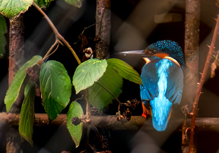 Kingfisher. Linlithgow Loch 02 December 2024