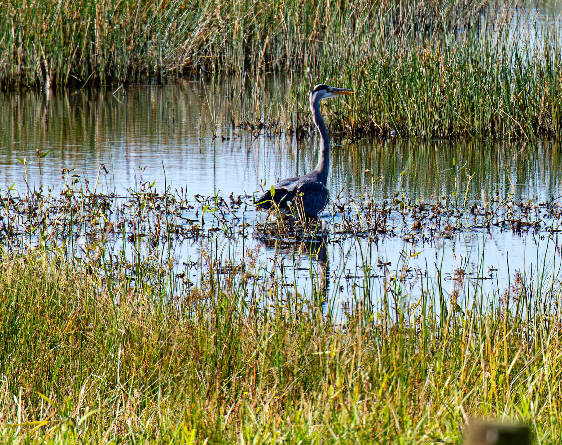 Grey Heron - RSPB Loch Leven 06 Sept 2024