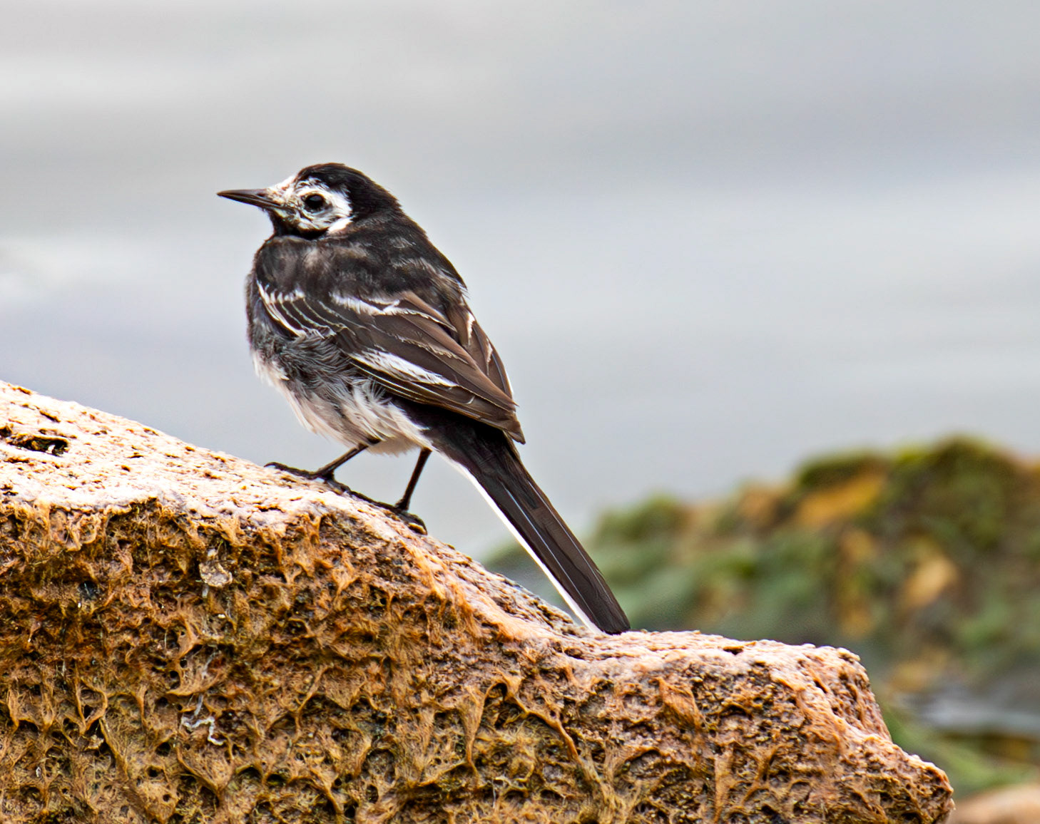 Pied Wagtail - Draycote Water 20 July 2025
