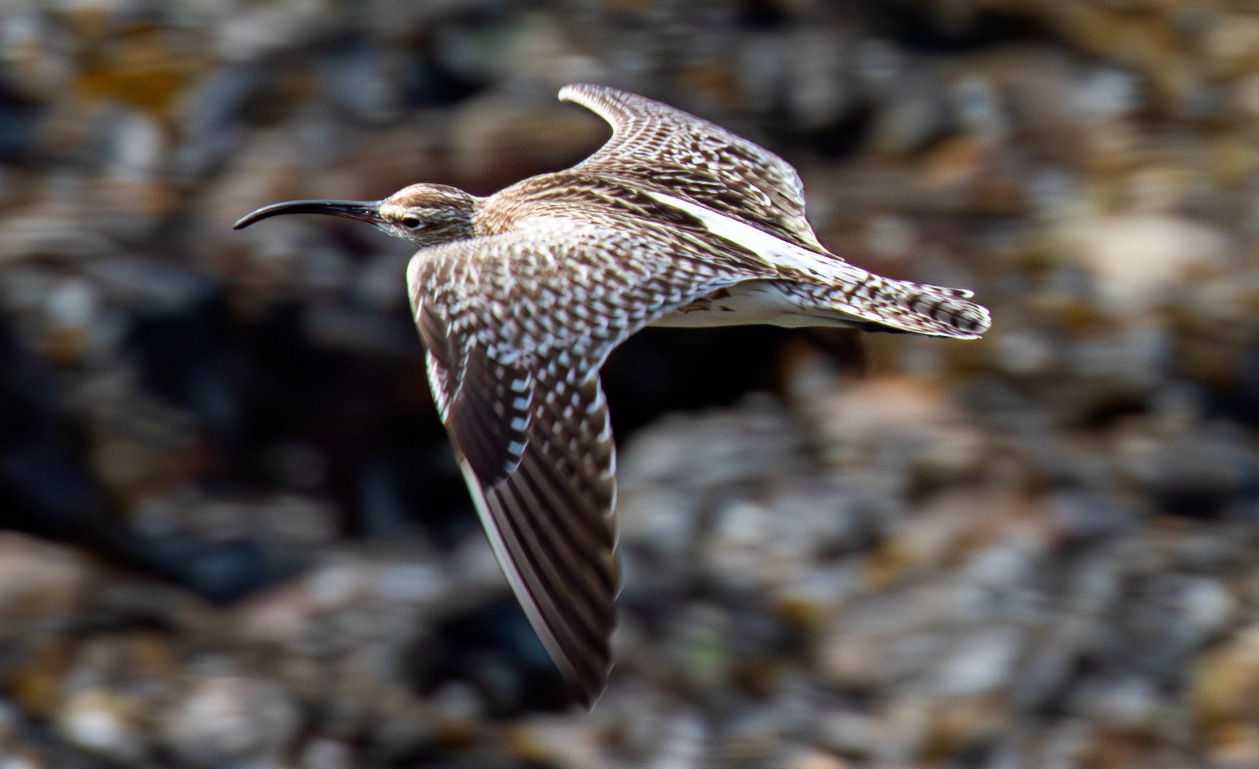 Whimbrel at Brough 03 May 2026
