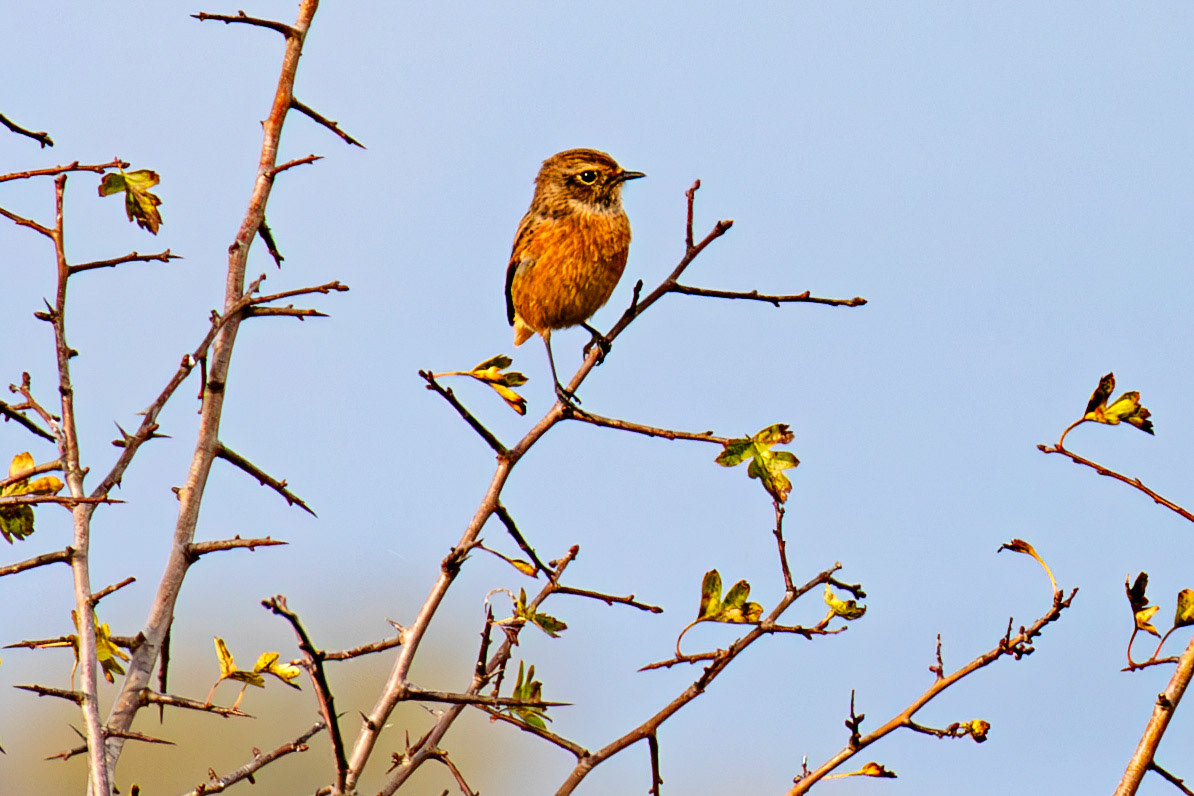 Stonechat - Higgins Neuk 23 Oct 2024