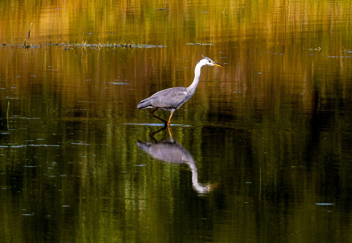 Harperrig 31 July 2024