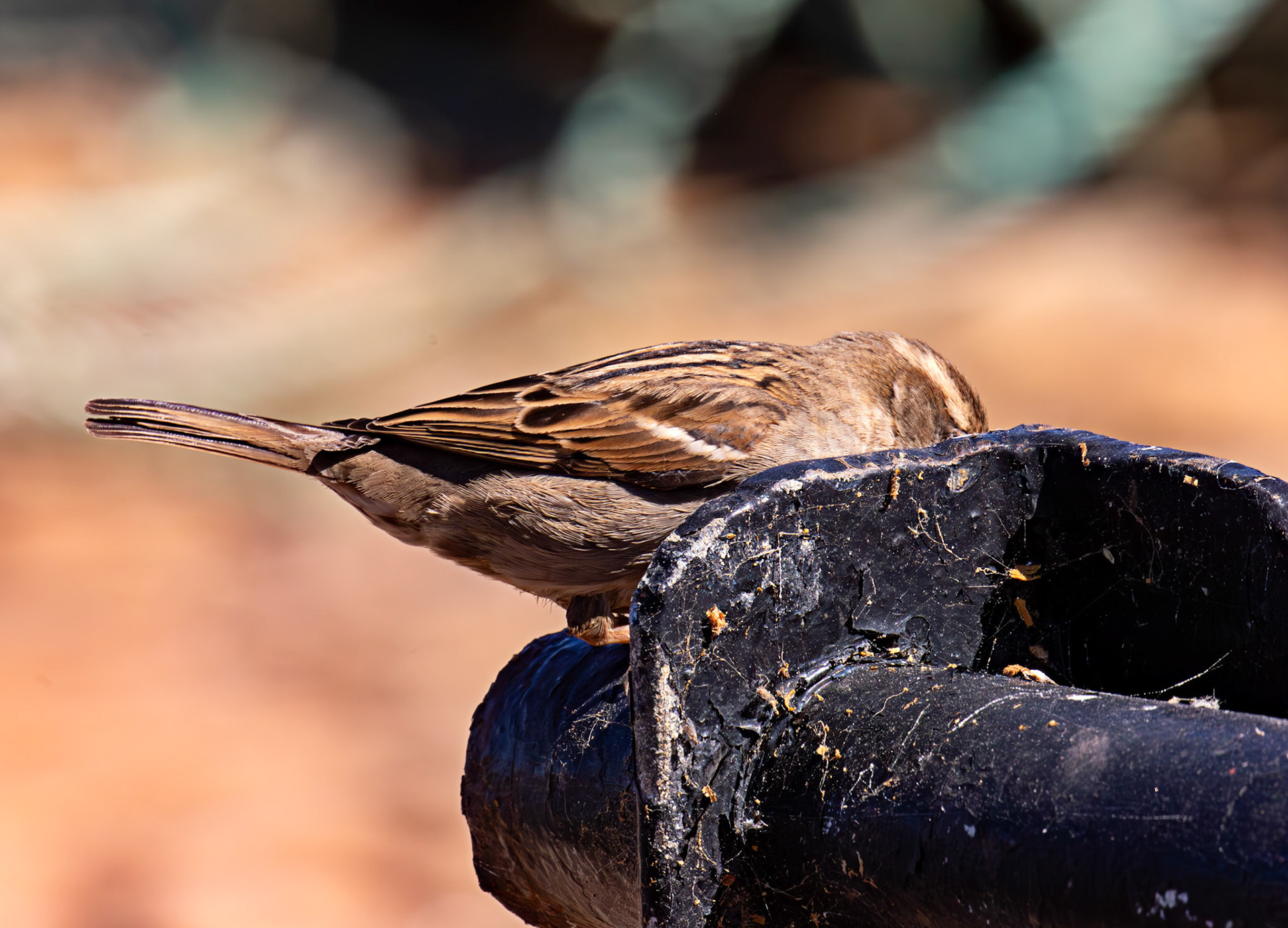 House Sparrows - Dunbar 17 May 2025