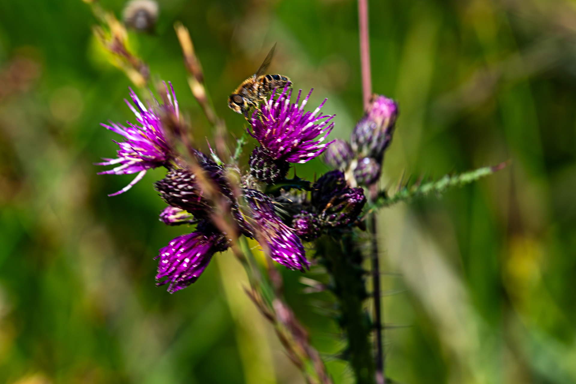 RSPB Loch Lomond 03 August 2024