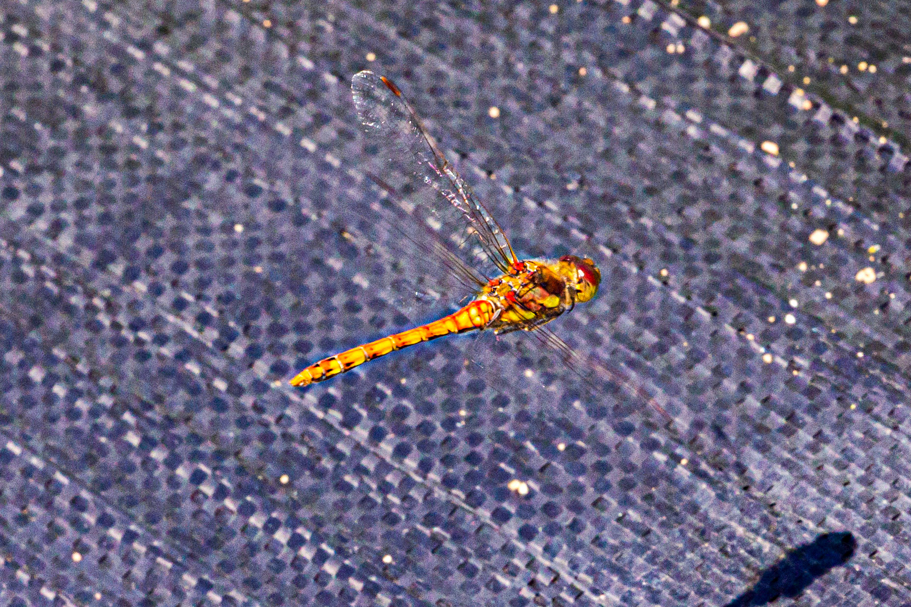I spent an amazing few hours at Scottish Lavender Oils. They are so dedicated to nature and not to profit!