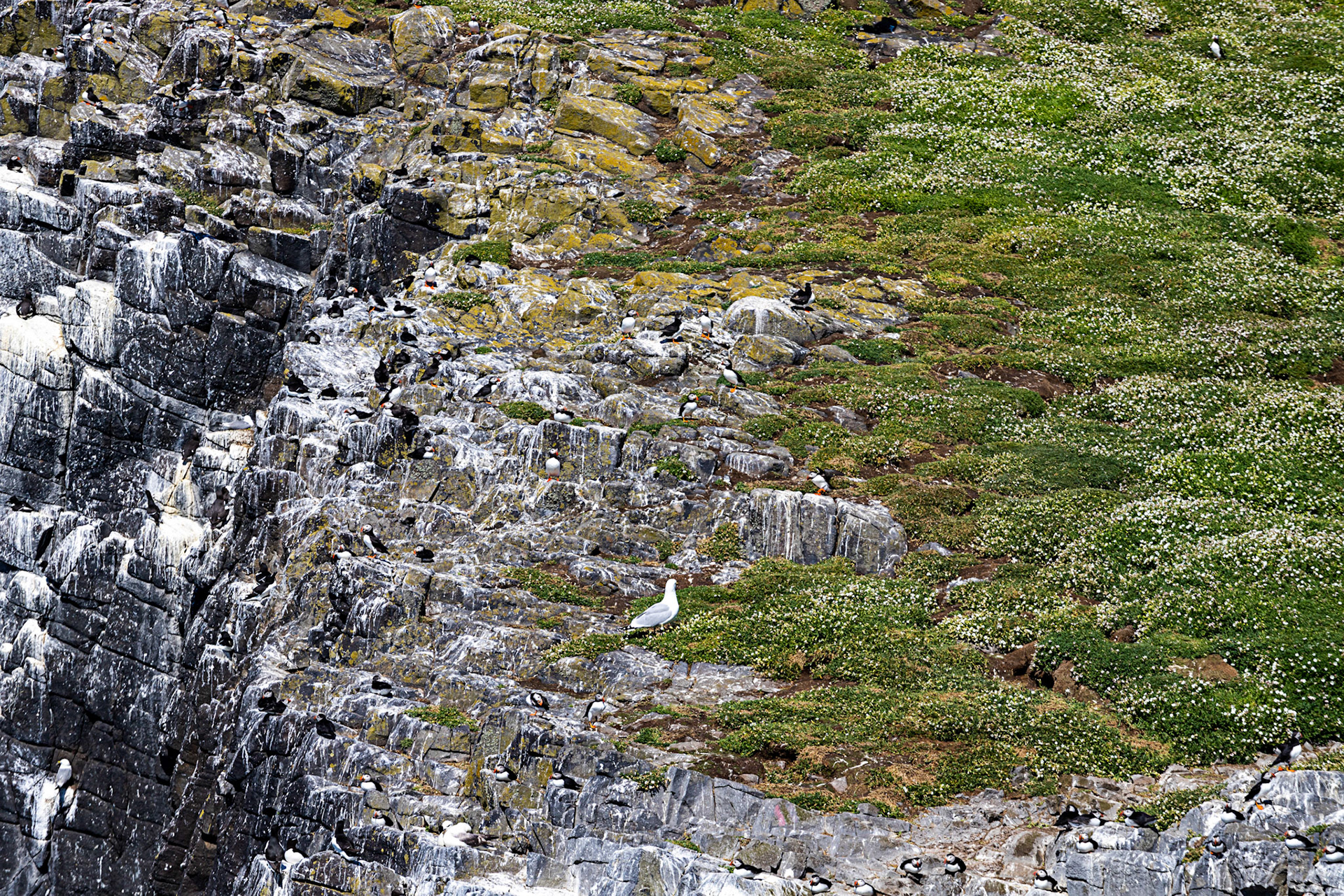 Puffin - Isle of May - 04 June 2022