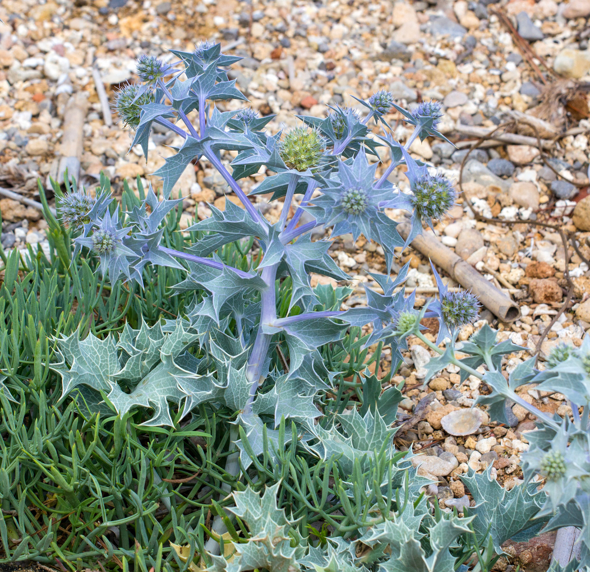 AlcudiaPlease see my other Photographs at: www.jamespdeans.co.uk