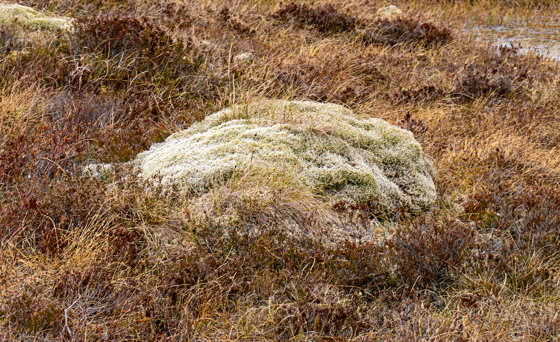 Forsinard 01 May 2026The grey hummocks scattered over the surface of the bog are formed by woolly fringe-moss (Racomitrium lanuginosum). This hardy plant grows in bogs and on mountains from Greenland to New Zealand. If the bog dries out, woolly fringemoss shuts down and functions much more slowly than normal - but it can come back to life in seconds once it's exposed to water.On some bogs, mounds of woolly fringe-moss can be thousands of years old. They form an important home for wildlife, giving shelter to insects and reptiles, as well as providing good look-out points for peatland birds!