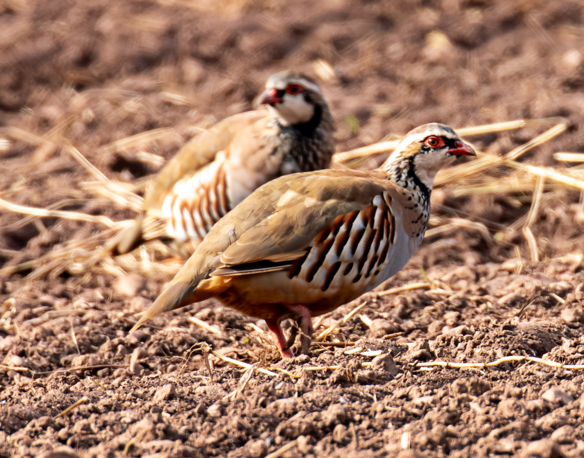 Thurston Mains - Red Legged Partridge 29 Sept 2024