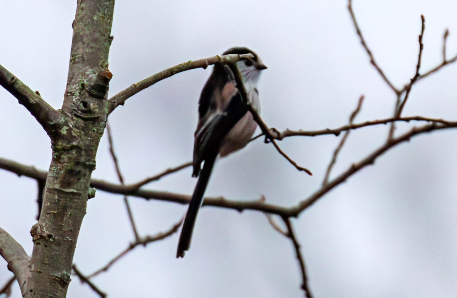 Long Tailed Tit at Selm Muir 03 December 2024