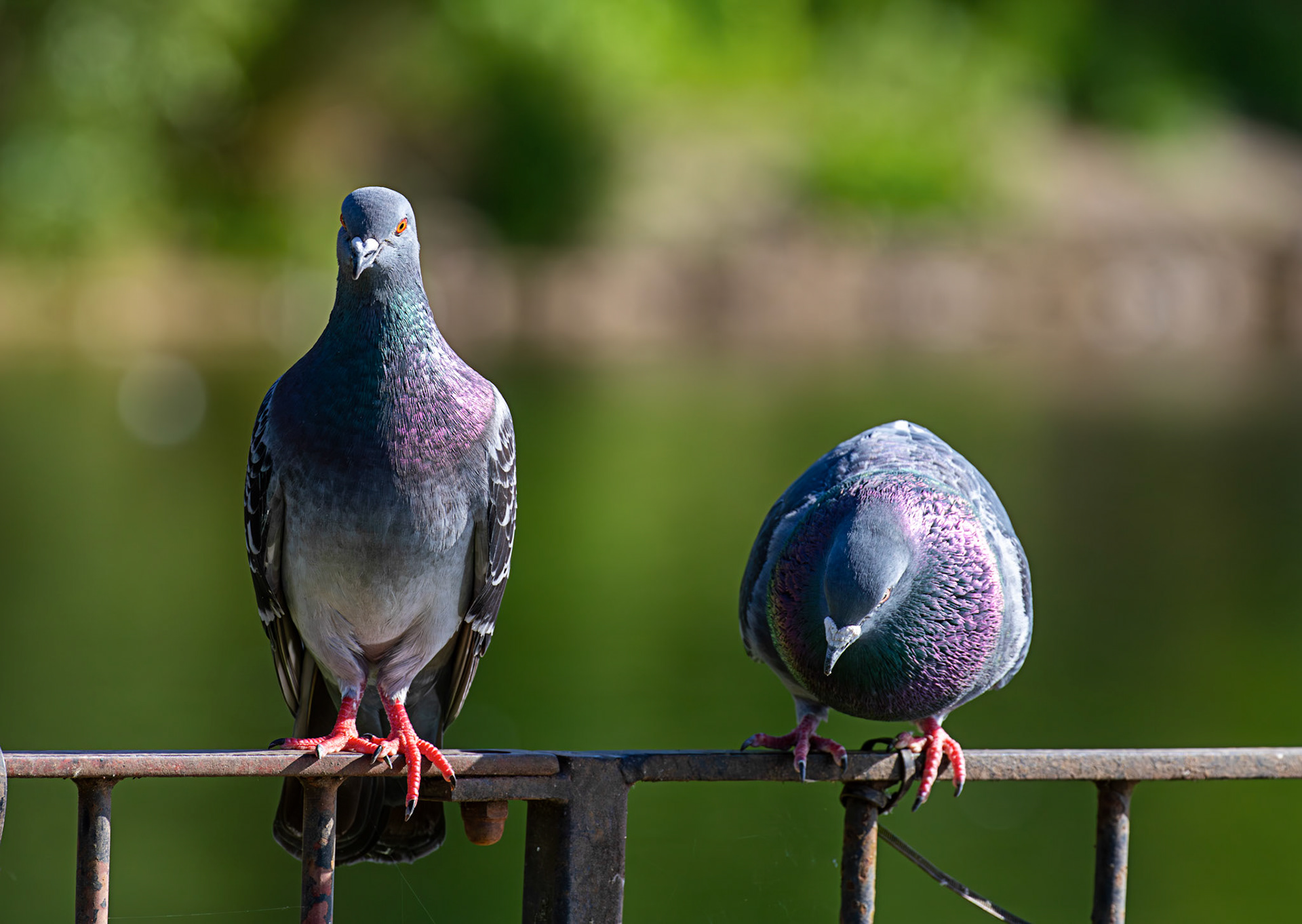 Amorous Feral Pigeon at Hogganfield Loch 25 May 2026