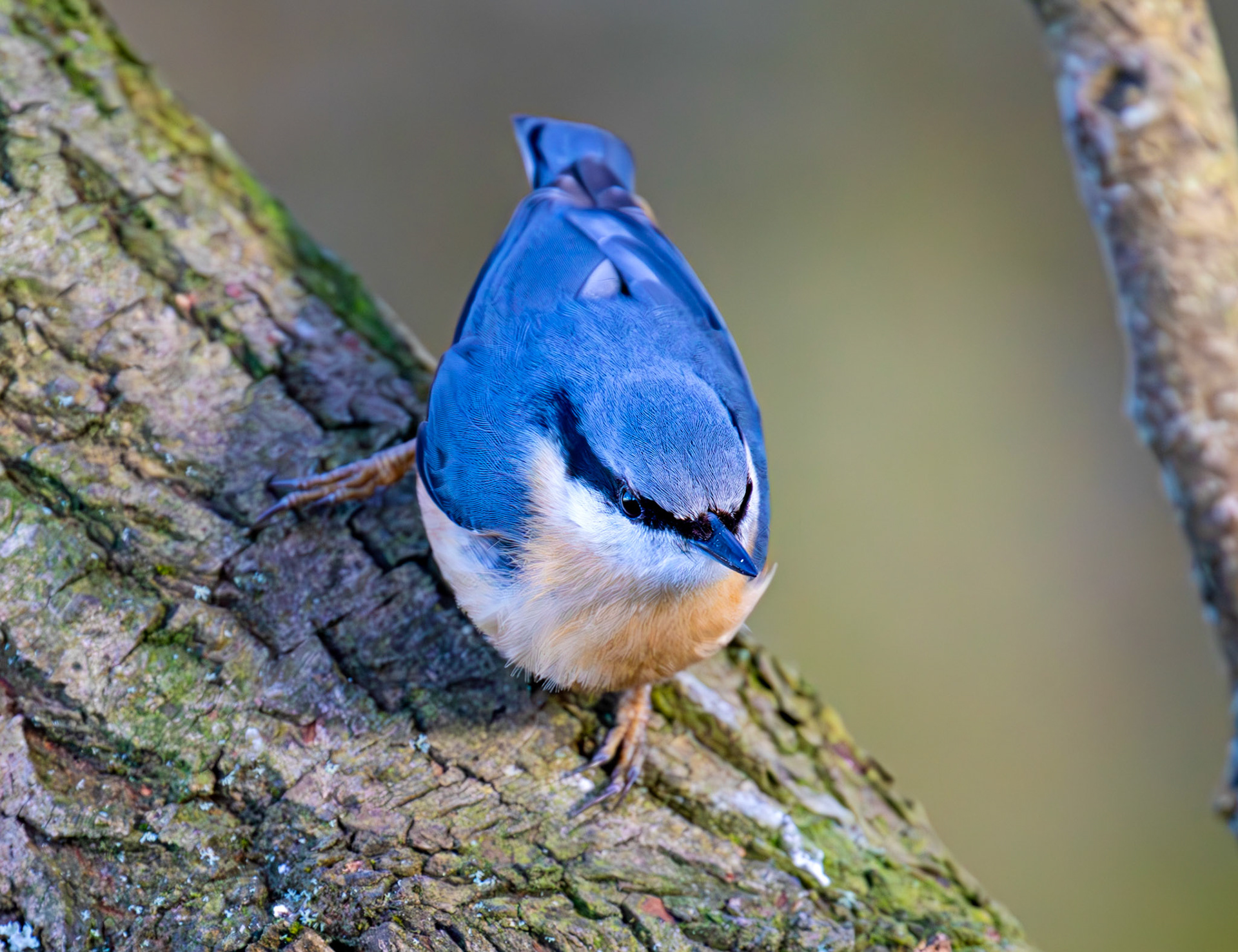 Nuthatch at Bavelaw 30 January 2025