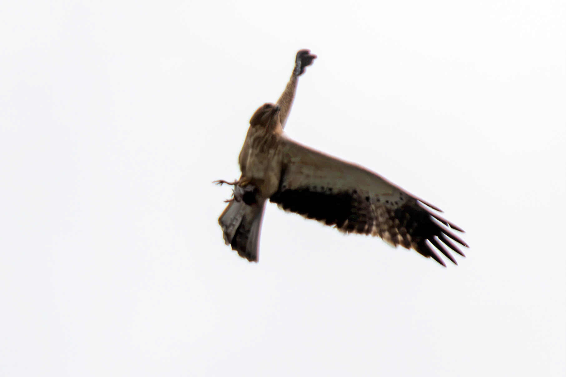 Booted Eagle - Entre-os-Rios 25 August 2026