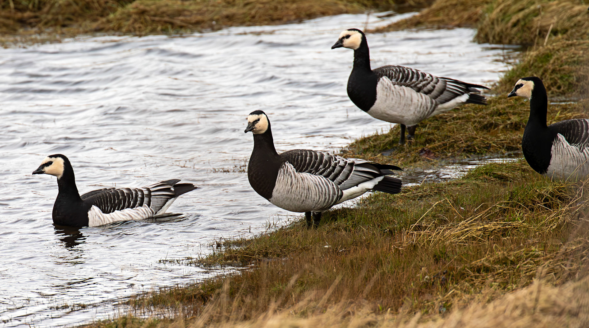 Barnacle Geese: The Island of Islay 04 March 2025