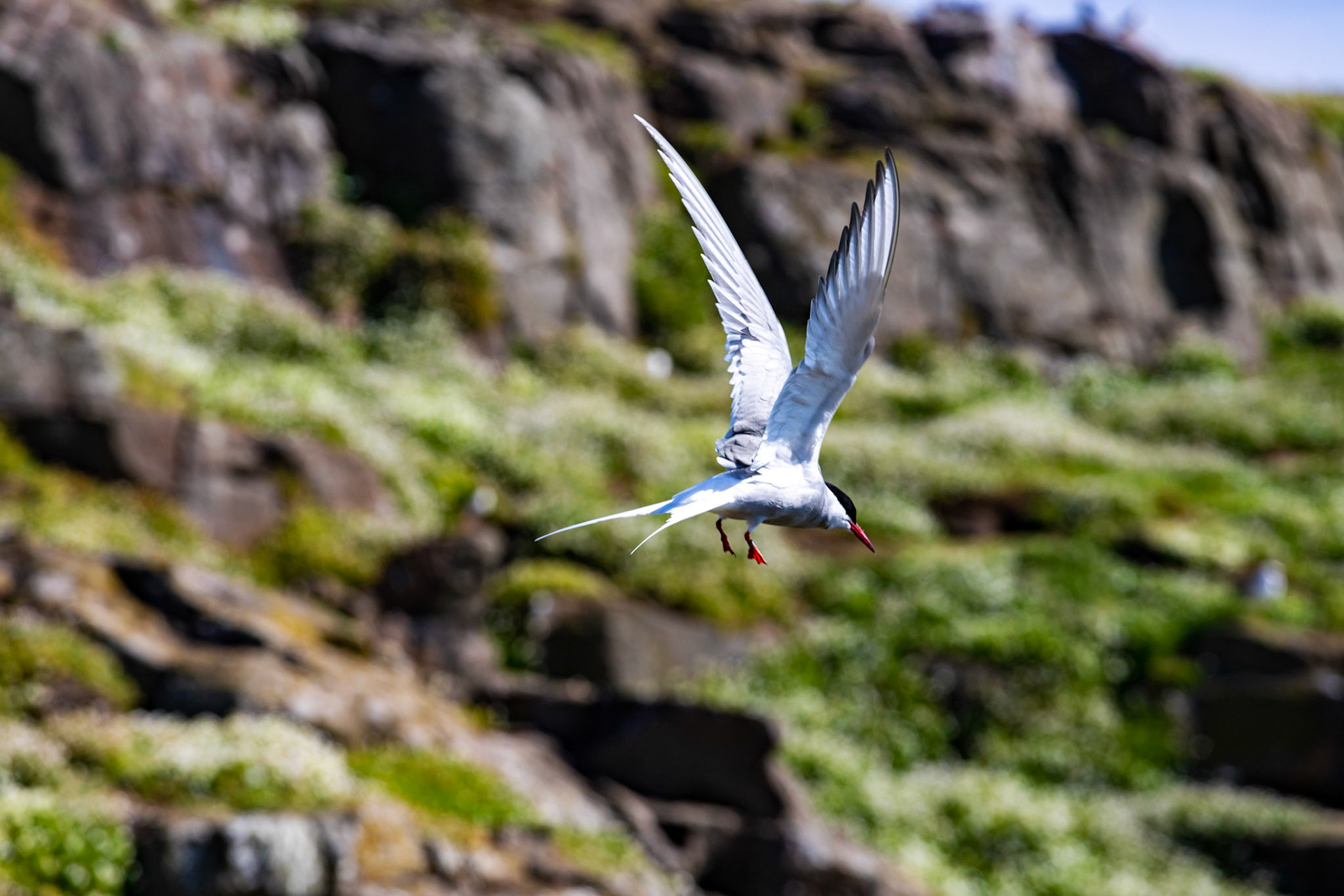 Isle of May - 04 June 2022