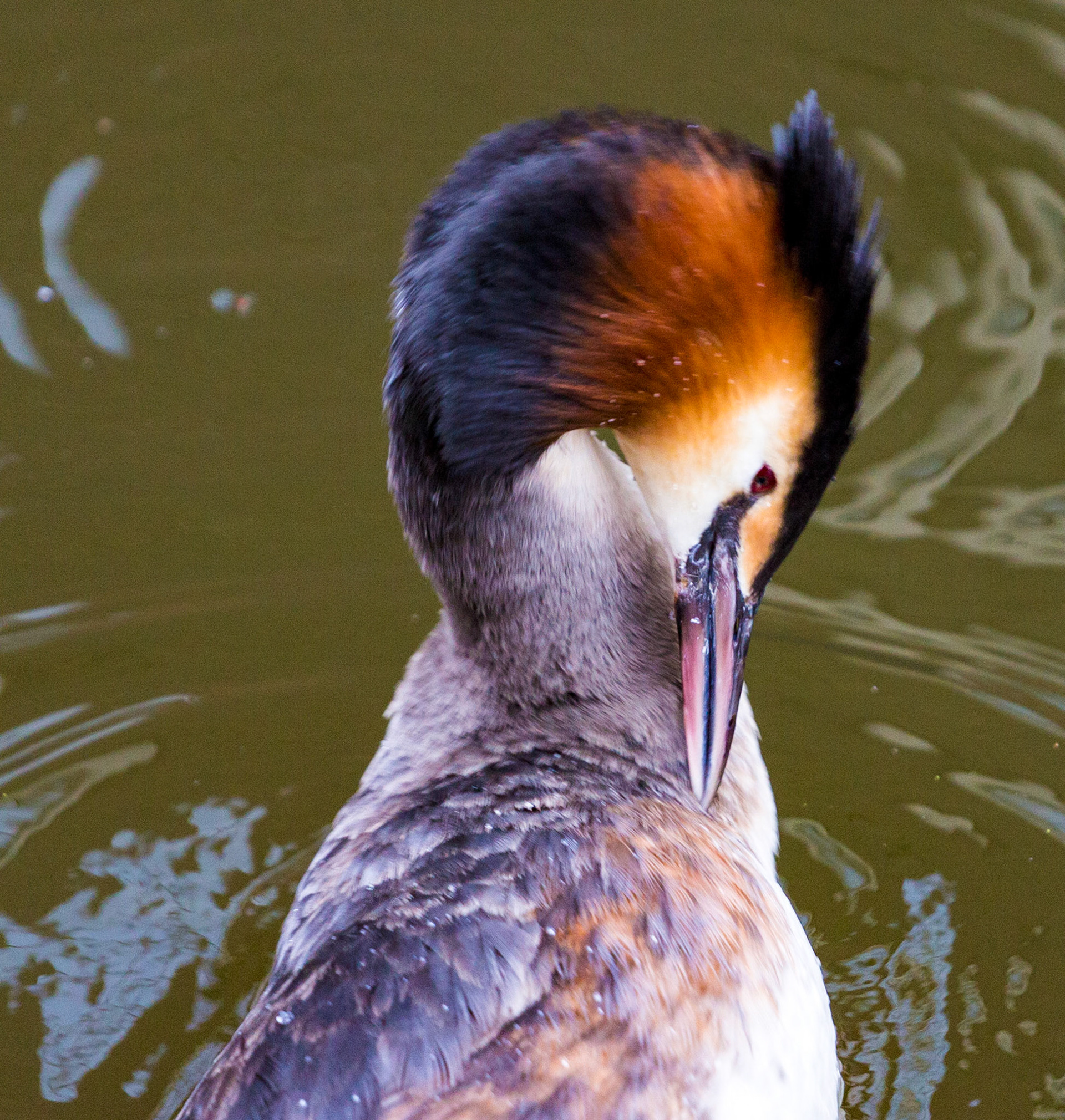 Getting ready for the dance! Great Crested Grebe in Delft. Please see my other Photographs at: www.jamespdeans.co.uk