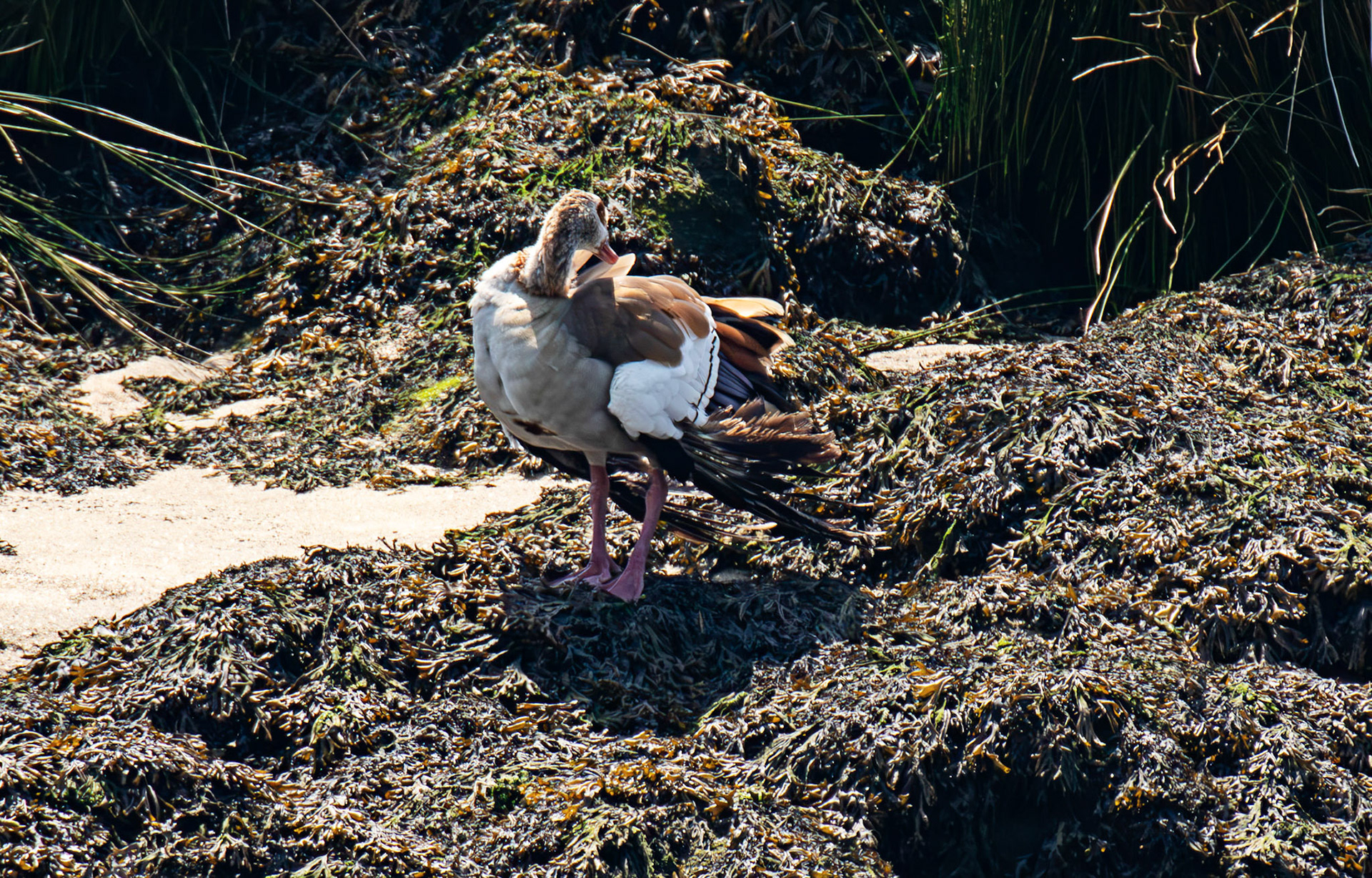 Egyptian Goose Porto 18 August 2026