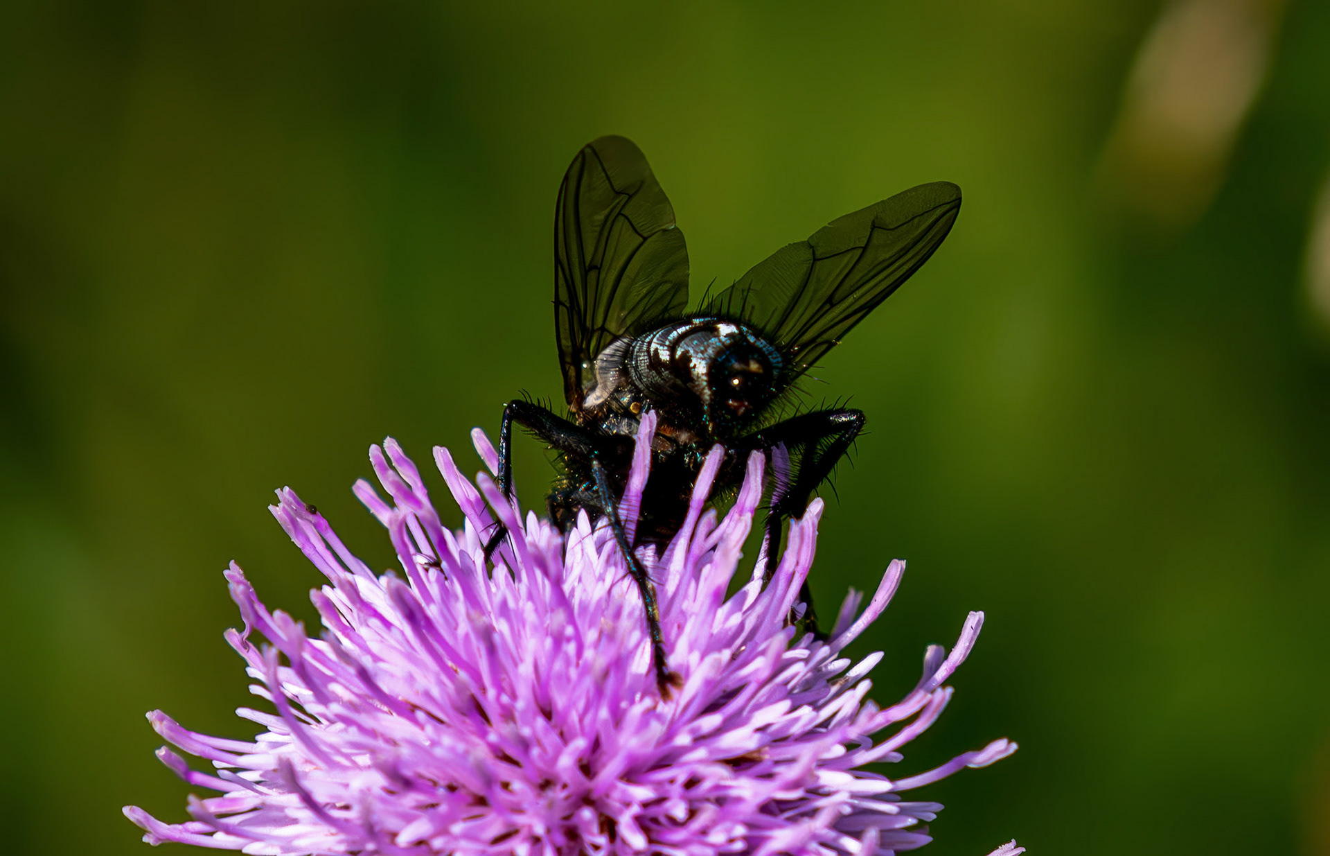 Flesh fly of the genus Sarcophaga - Blawhorn Moss 16 July 2026