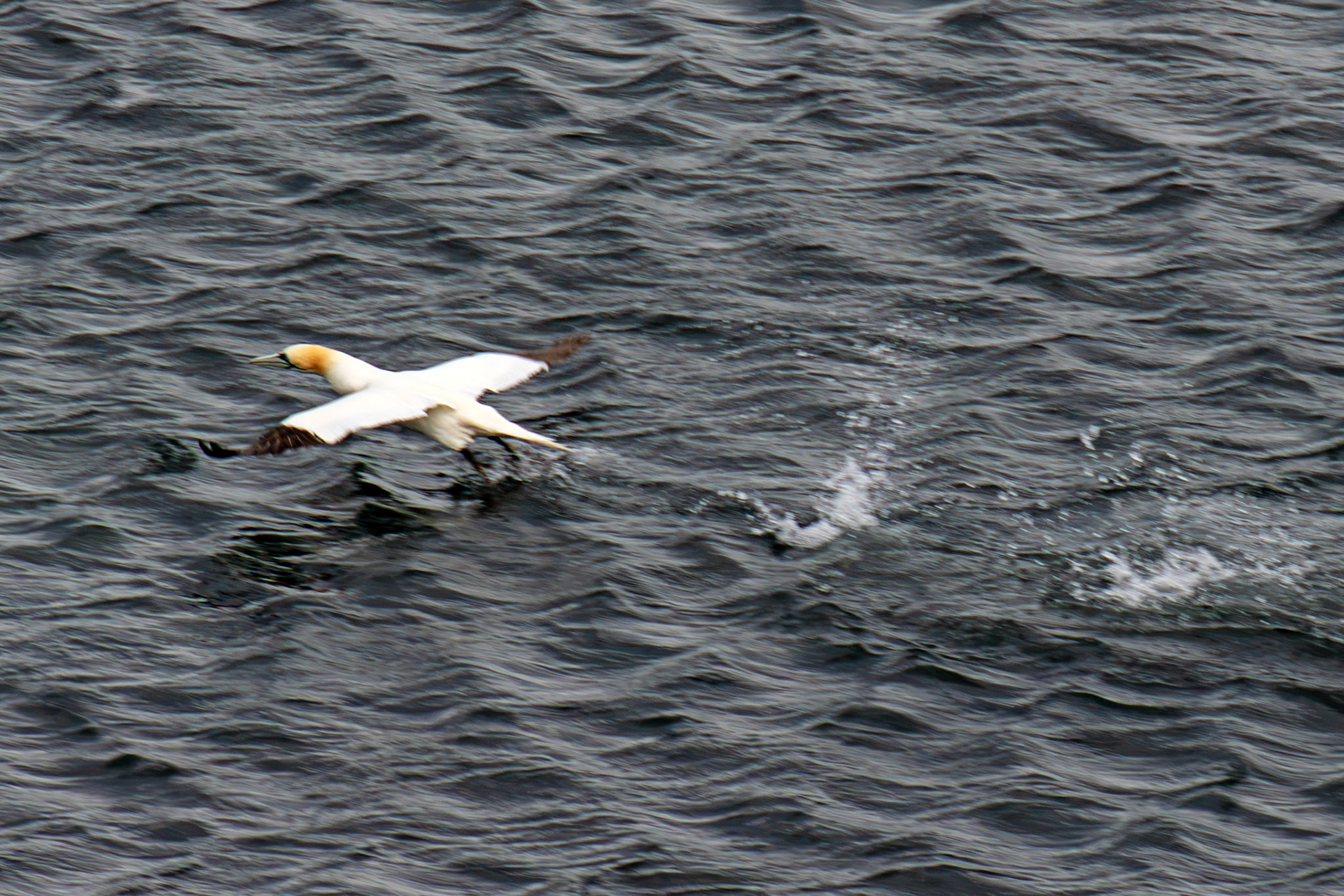 Northern Gannet getting airborne after dive - Tantallon Castle 04 July 2026