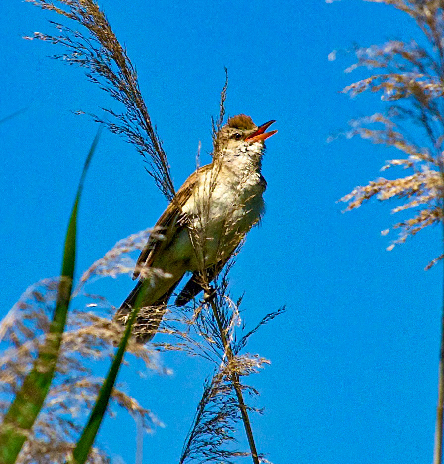 Bardolino, GardaPlease see my other Photographs at: http://www.jamespdeans.co.uk/