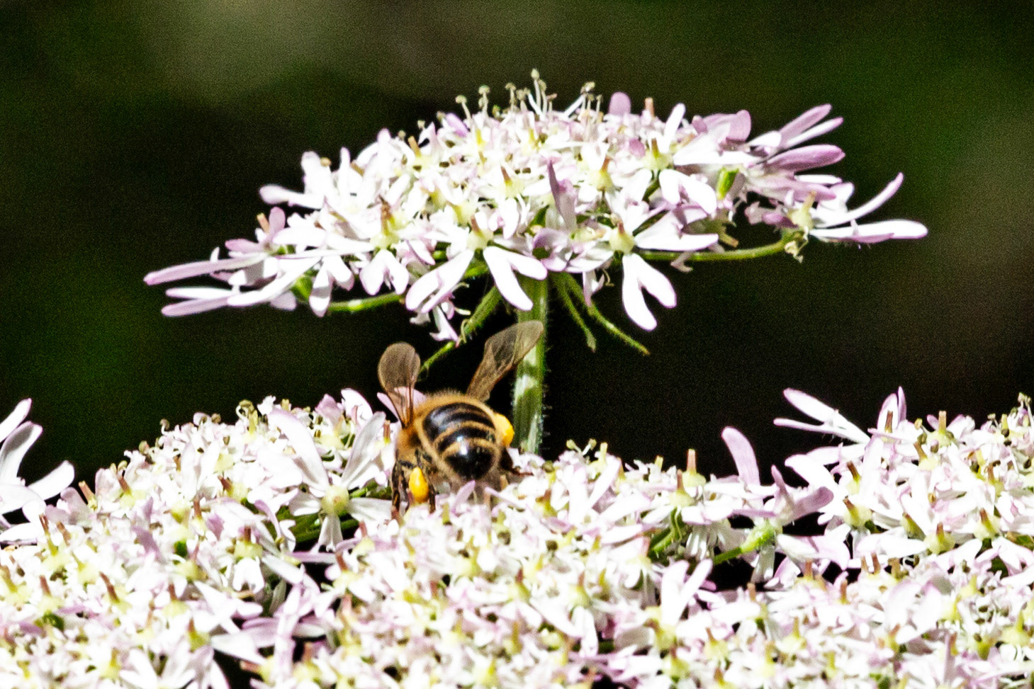 Insects in Livingston 08 July 2024