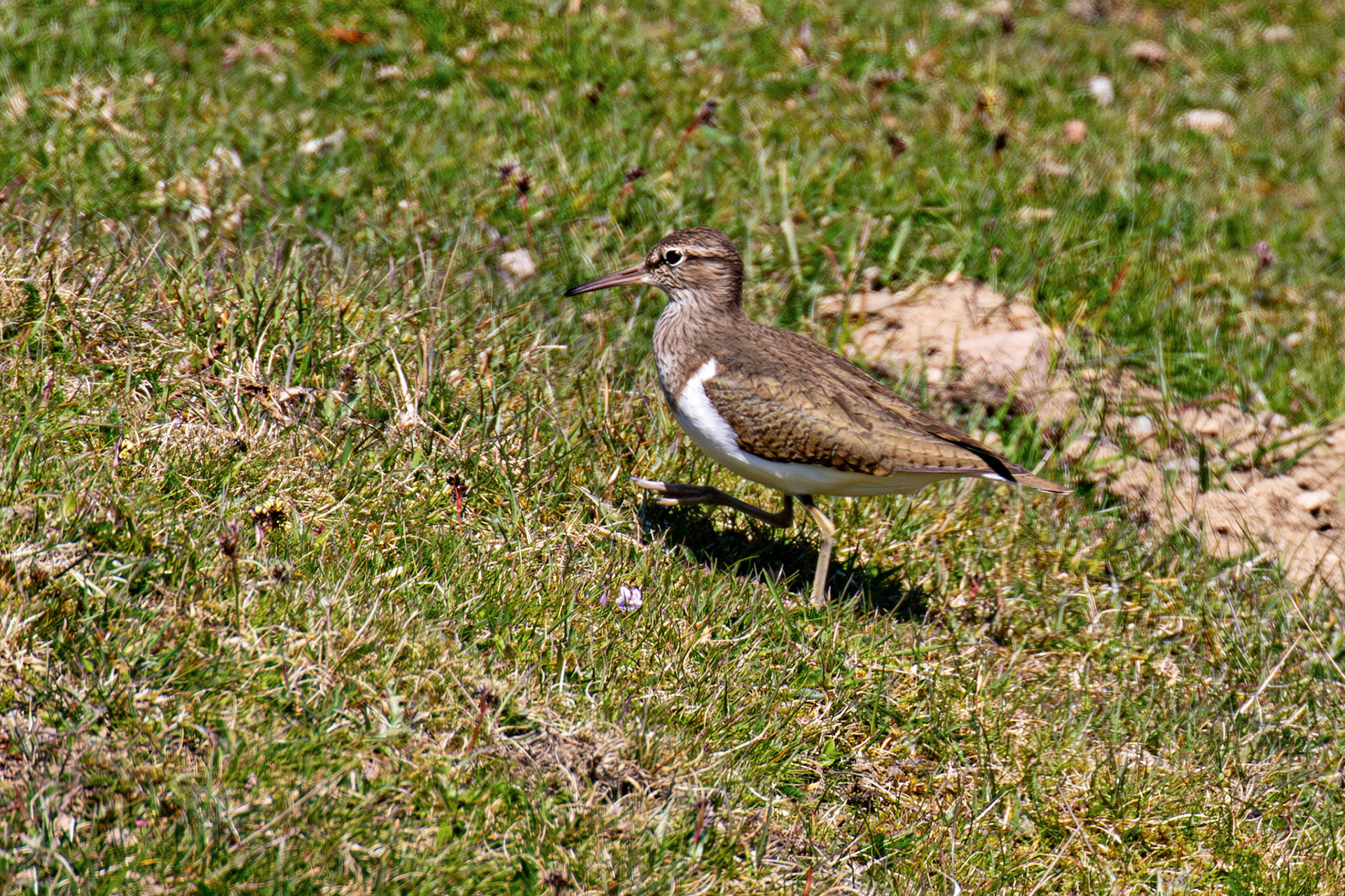 Common Sandpiper: Lammermuir Hills at Faseny Bridge.