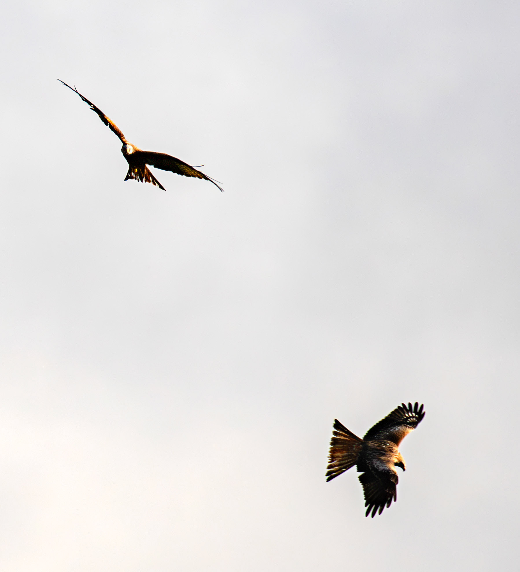 Ardgaty Kites 12 November 2025