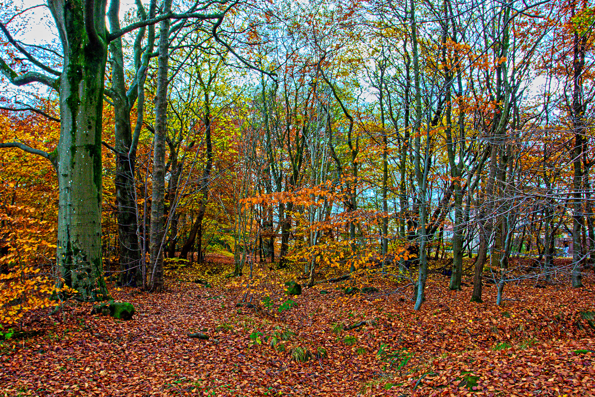 Deans Woods - 07 November 2025