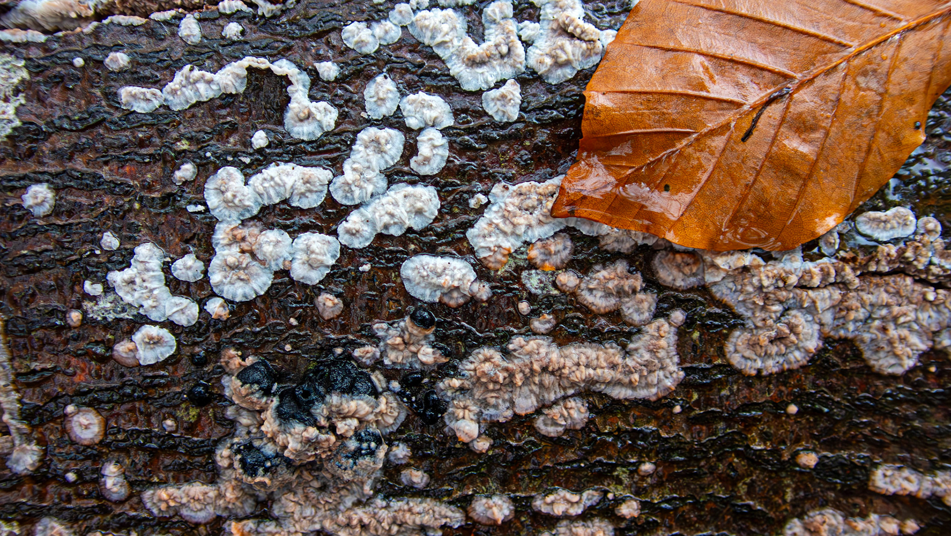 Wrinkled Crust (Phlebia radiata) Deans Woods 08 November 2025