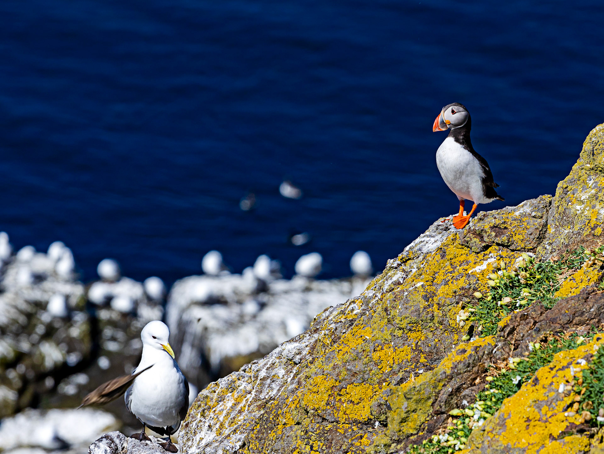 Puffin - Isle of May - 04 June 2022