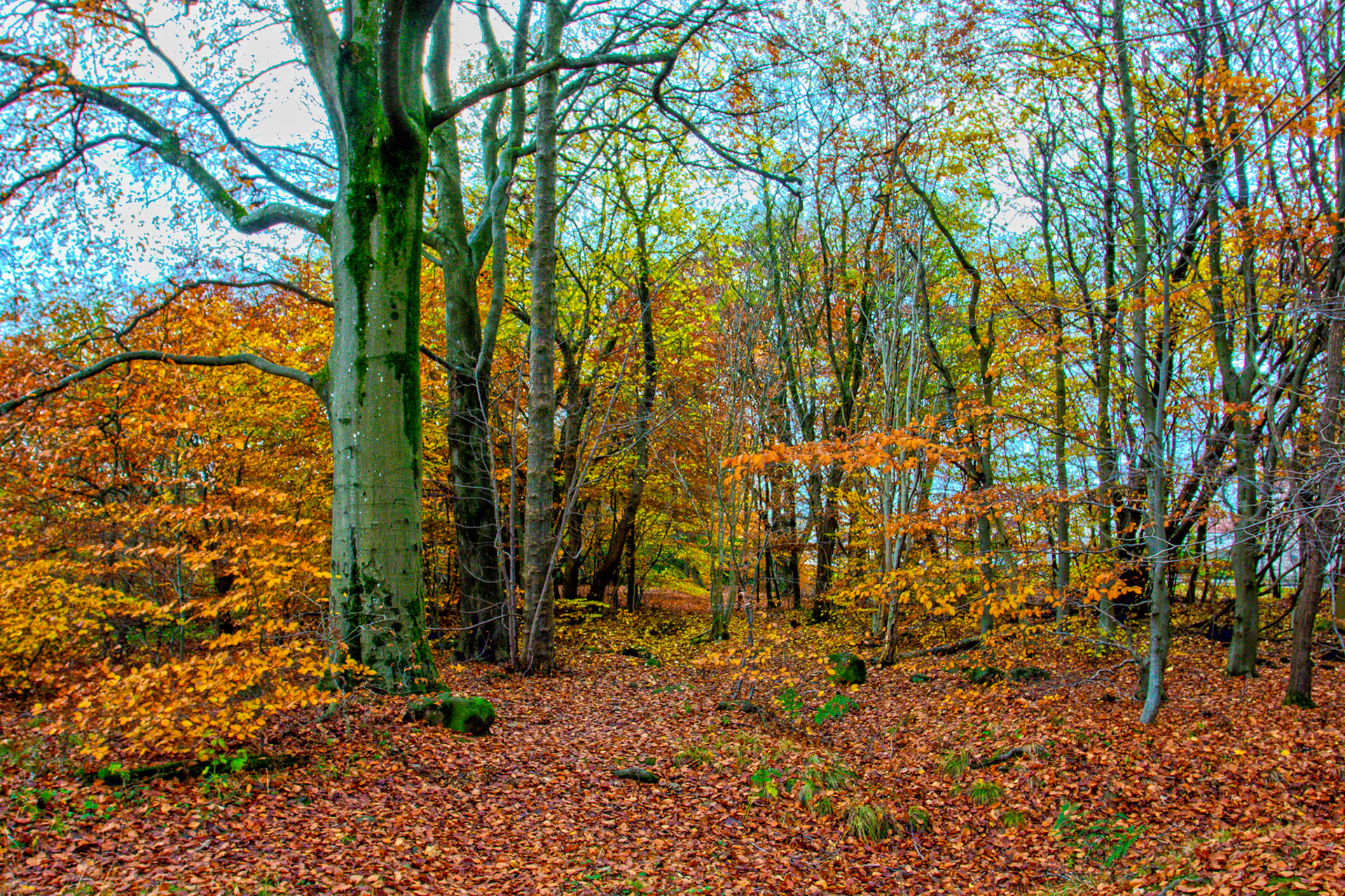 Deans Woods - 07 November 2025